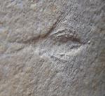 Myrmicium schroeteri GERMAR 1839 - Bild &copy; FossNet FossilienStore